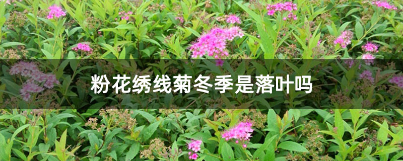 粉花绣线菊冬季是落叶吗 粉花绣线菊冬季是落叶吗