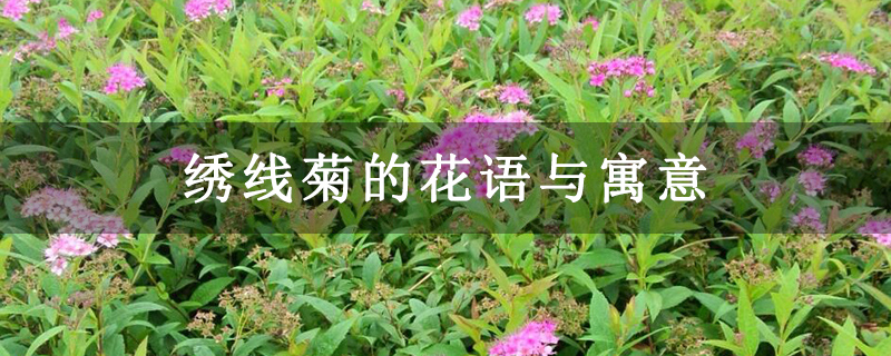 绣线菊的花语与寓意 绣线菊的花语与寓意