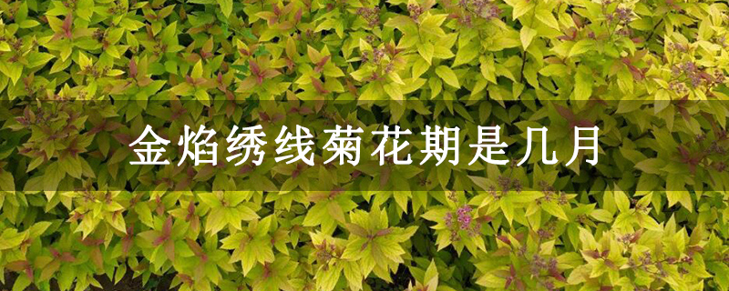 金焰绣线菊花期是几月 金焰绣线菊花期是几月