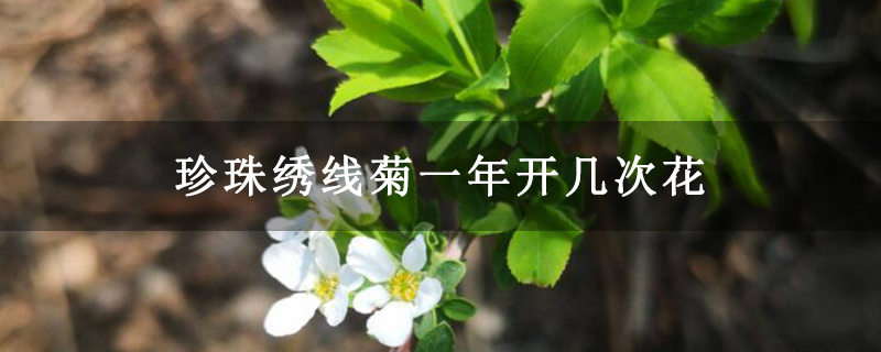 珍珠绣线菊一年开几次花 珍珠绣线菊一年开几次花