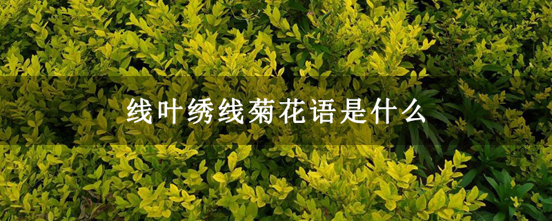 线叶绣线菊花语是什么 线叶绣线菊花语是什么