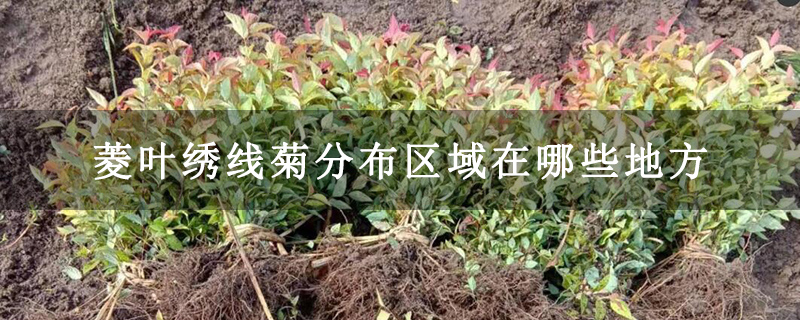 菱叶绣线菊分布区域在哪些地方 菱叶绣线菊分布区域在哪些地方