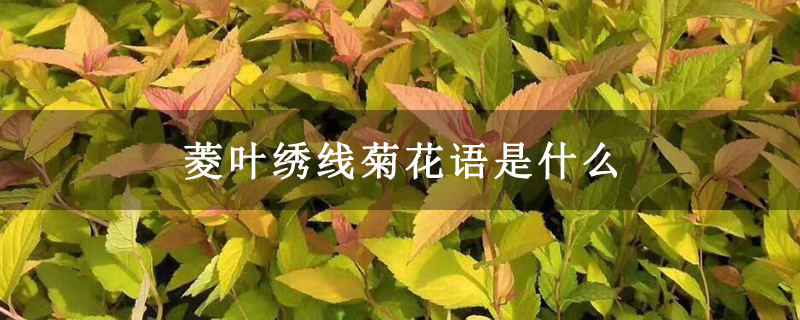 菱叶绣线菊花语是什么 菱叶绣线菊花语是什么