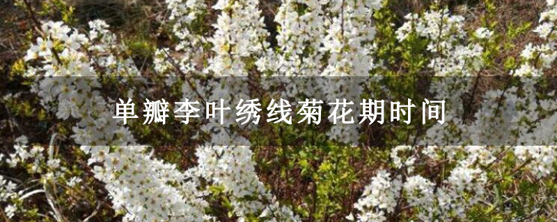单瓣李叶绣线菊花期时间 单瓣李叶绣线菊花期时间