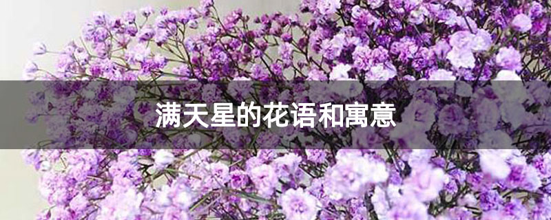 满天星的花语和寓意