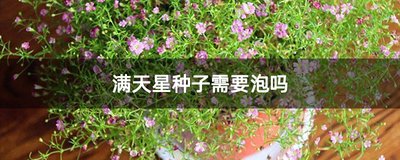满天星种子需要泡吗 满天星种子需要泡吗