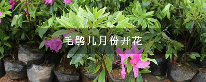 毛鹃几月份开花 毛鹃几月份开花