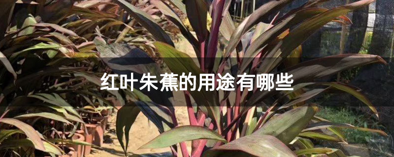 红叶朱蕉的用途有哪些 红叶朱蕉的用途有哪些