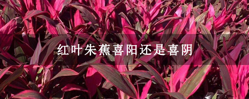 红叶朱蕉喜阳还是喜阴 红叶朱蕉喜阳还是喜阴