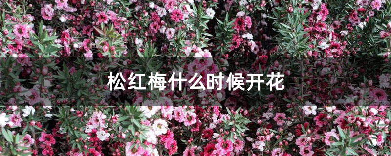 松红梅什么时候开花
