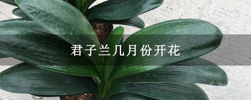 君子兰几月份开花 君子兰几月份开花