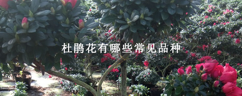 杜鹃花有哪些常见品种 杜鹃花有哪些常见品种