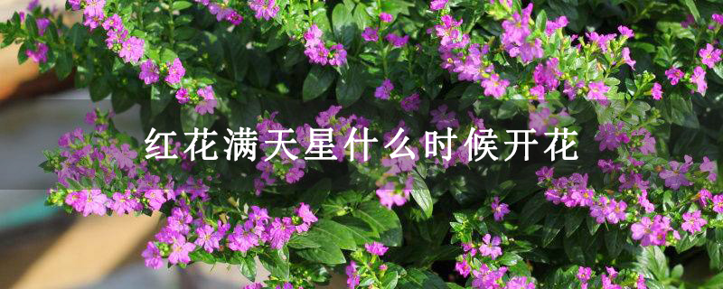 红花满天星什么时候开花 红花满天星什么时候开花