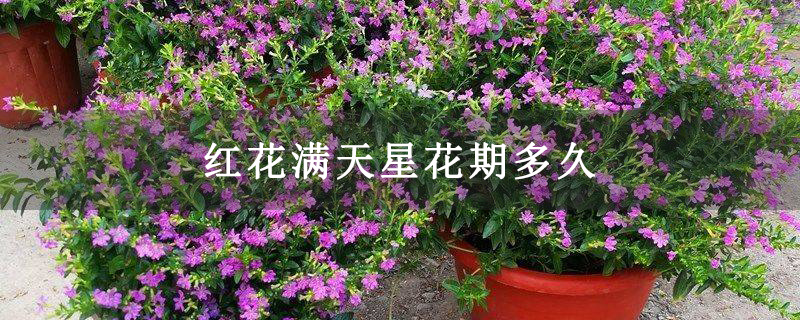 红花满天星花期多久 红花满天星花期多久