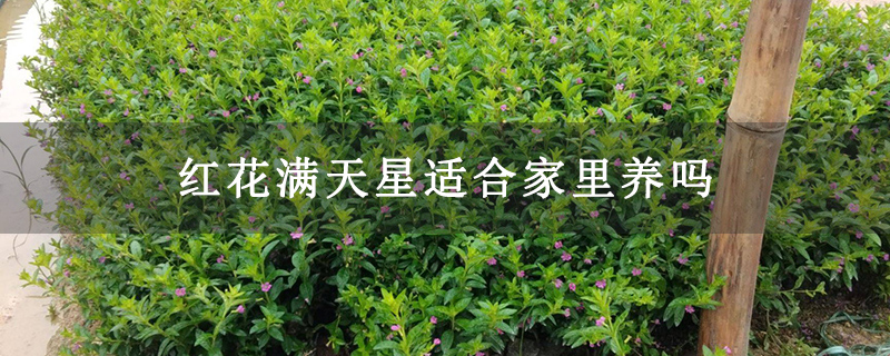 红花满天星适合家里养吗 红花满天星适合家里养吗