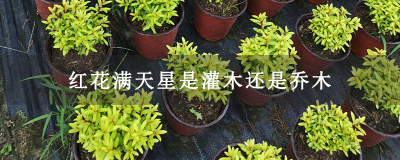 红花满天星是灌木还是乔木 红花满天星是灌木还是乔木