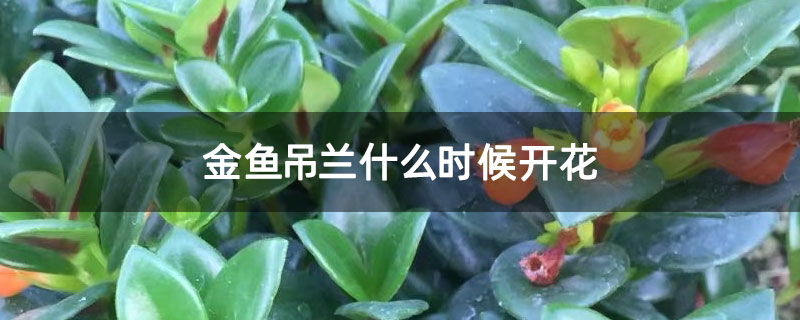 金鱼吊兰什么时候开花 金鱼吊兰什么时候开花