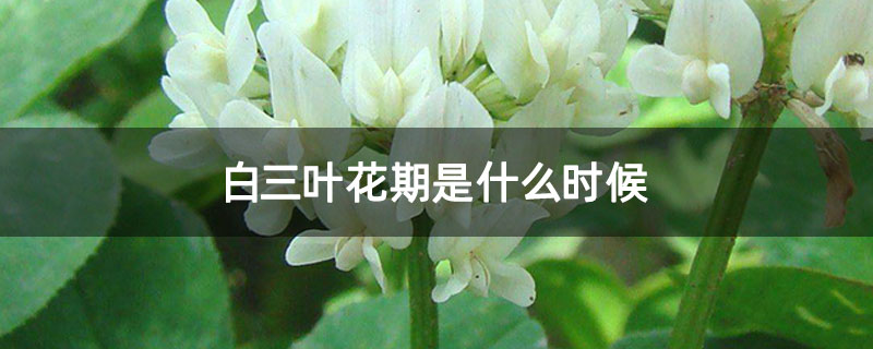 白三叶花期是什么时候