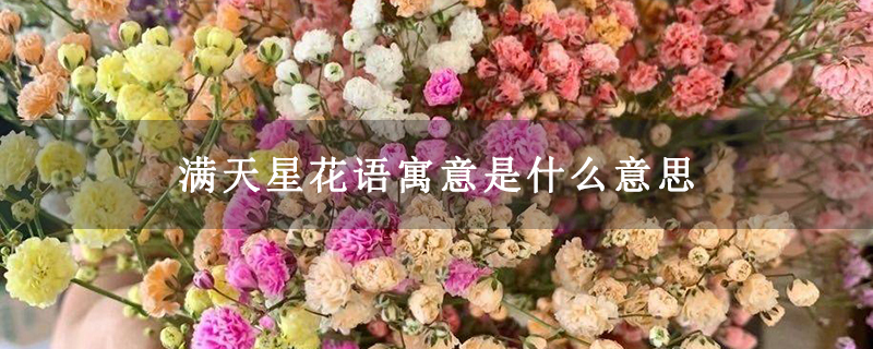 满天星花语寓意是什么意思 满天星花语寓意是什么意思