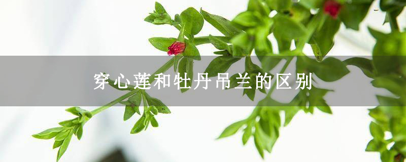穿心莲和牡丹吊兰的区别 穿心莲和牡丹吊兰的区别
