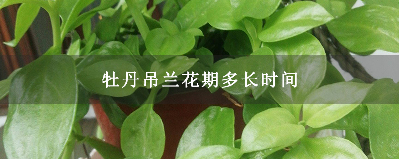 牡丹吊兰花期多长时间 牡丹吊兰花期多长时间