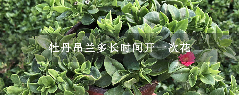 牡丹吊兰多长时间开一次花 牡丹吊兰多长时间开一次花