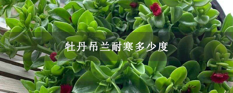 牡丹吊兰耐寒多少度 牡丹吊兰耐寒多少度
