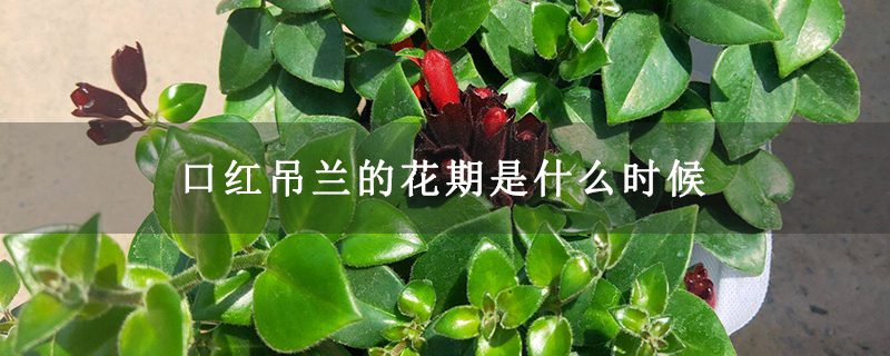 口红吊兰的花期是什么时候 口红吊兰的花期是什么时候