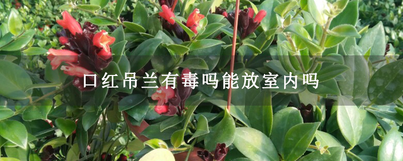 口红吊兰有毒吗能放室内吗 口红吊兰有毒吗能放室内吗