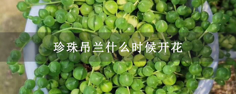 珍珠吊兰什么时候开花 珍珠吊兰什么时候开花