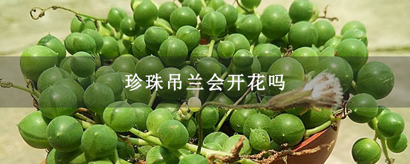 珍珠吊兰会开花吗 珍珠吊兰会开花吗