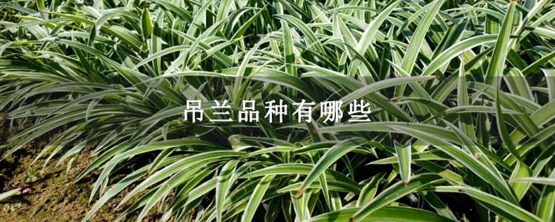 吊兰品种有哪些 吊兰品种有哪些