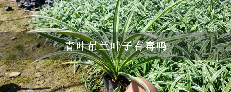 青叶吊兰叶子有毒吗 青叶吊兰叶子有毒吗
