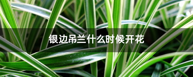 银边吊兰什么时候开花 银边吊兰什么时候开花
