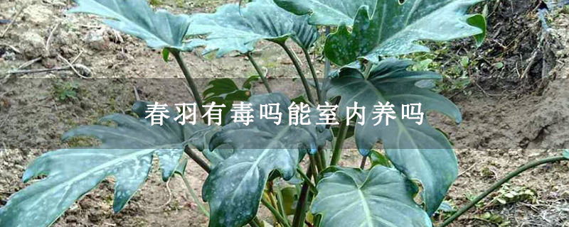 春羽有毒吗能室内养吗 春羽有毒吗能室内养吗