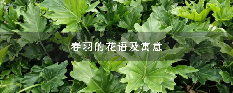 春羽的花语及寓意 春羽的花语及寓意