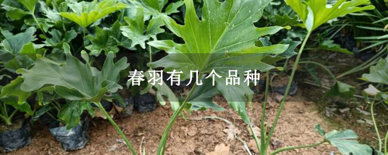 春羽有几个品种 春羽有几个品种