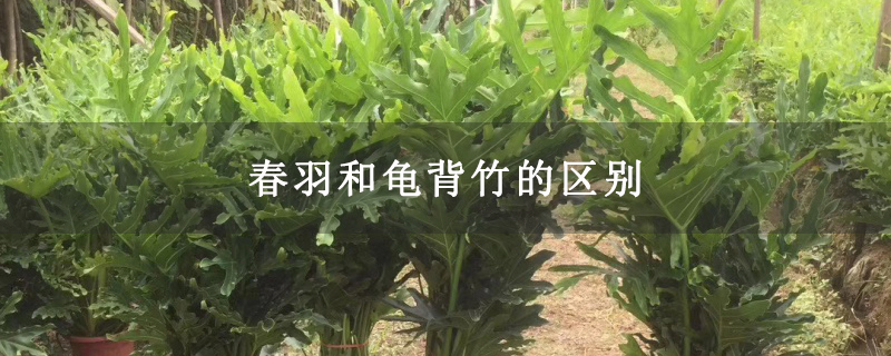 春羽和龟背竹的区别 春羽和龟背竹的区别