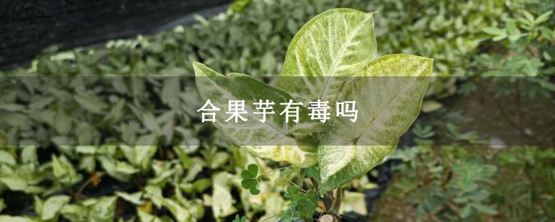 合果芋有毒吗 合果芋有毒吗