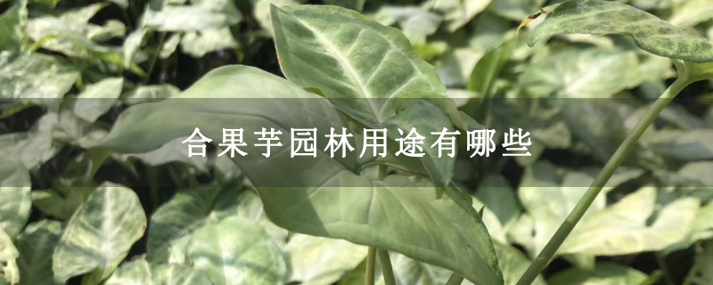 合果芋园林用途有哪些 合果芋园林用途有哪些