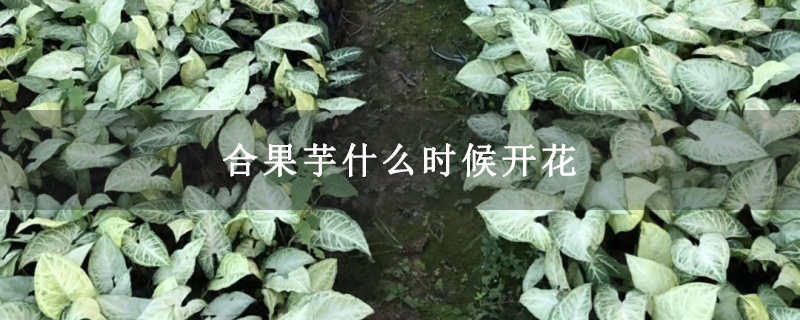 合果芋什么时候开花 合果芋什么时候开花