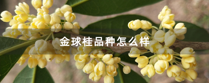 金球桂品种怎么样 金球桂品种怎么样