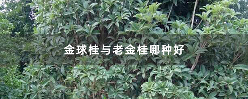金球桂与老金桂哪种好 金球桂与老金桂哪种好