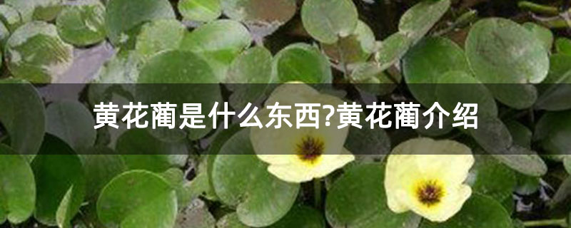 黄花蔺是什么东西?黄花蔺介绍 黄花蔺是什么东西?黄花蔺介绍