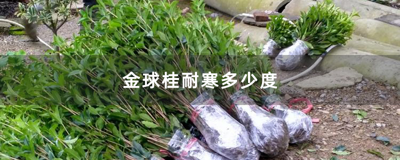金球桂耐寒多少度 金球桂耐寒多少度