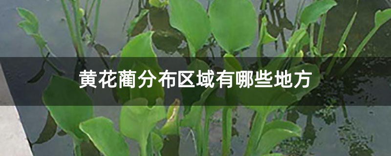 黄花蔺分布区域有哪些地方 黄花蔺分布区域有哪些地方