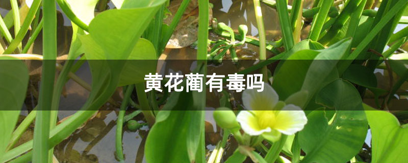黄花蔺有毒吗 黄花蔺有毒吗