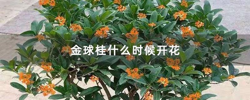 金球桂什么时候开花 金球桂什么时候开花