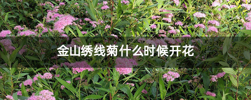 金山绣线菊什么时候开花 金山绣线菊什么时候开花