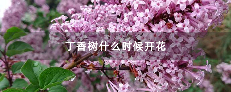 丁香树什么时候开花 丁香树什么时候开花